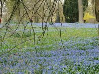 Wanderung zur Scillabl�te