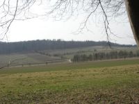 M�rzenbecherbl�te in Hameln 