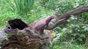 Otterzentrum Hankesb�ttel