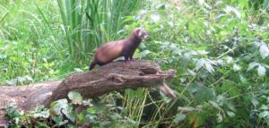 Otterzentrum Hankesb�ttel