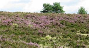 L�neburger Heide