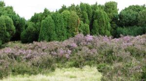 L�neburger Heide