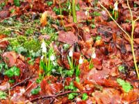 Wanderung zu den M�rzenbecher